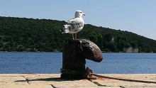 Seagull at the old dock